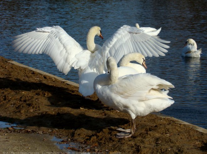 Photo de Cygne