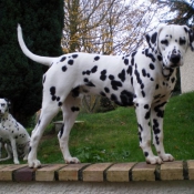 Photo de Dalmatien