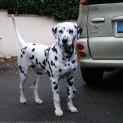 Photo de Dalmatien