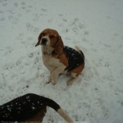 Photo de Beagle