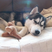 Photo de Husky siberien