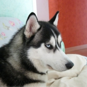 Photo de Husky siberien