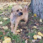 Photo de Border terrier