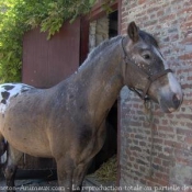 Photo d'Appaloosa