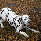 Photo de Dalmatien