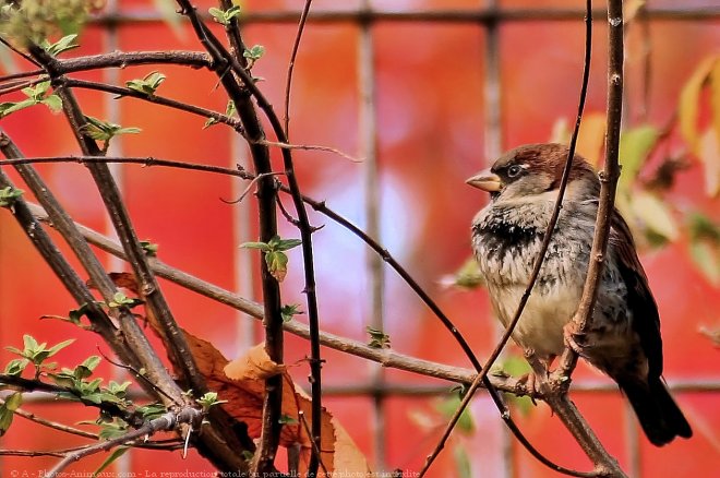 Photo de Moineau