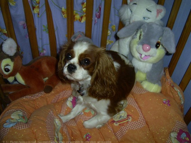 Photo de Cavalier king charles spaniel