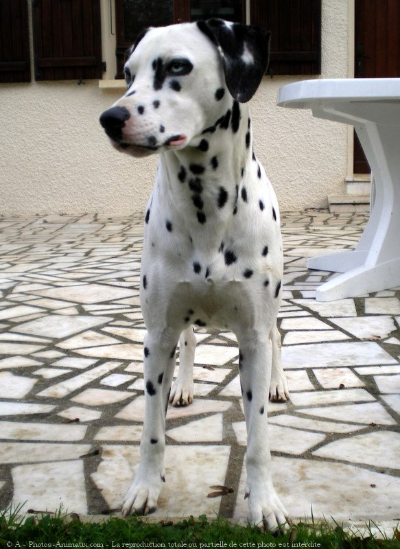 Photo de Dalmatien