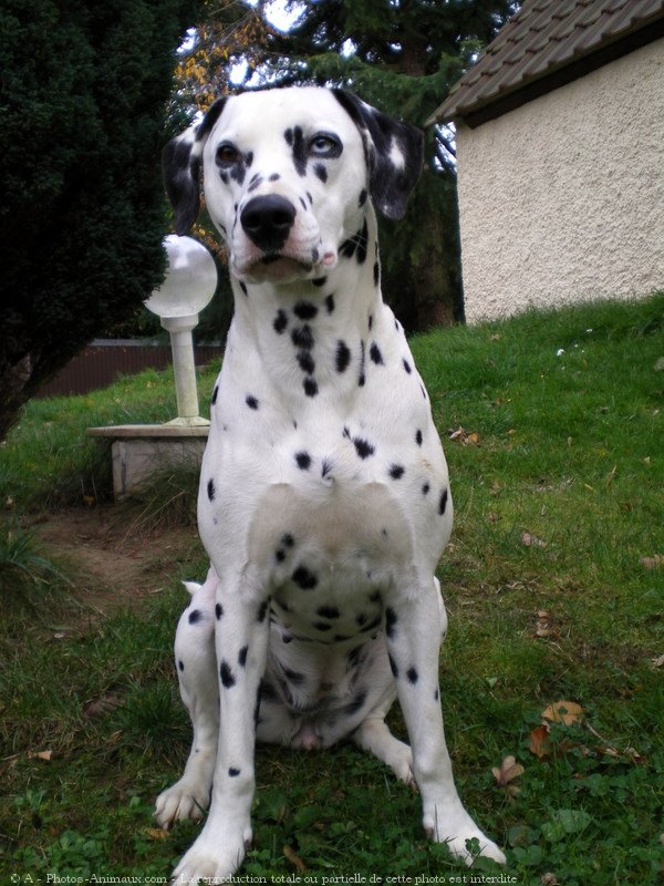 Photo de Dalmatien