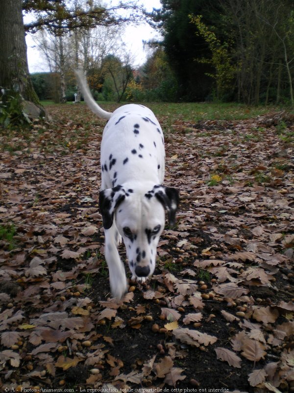 Photo de Dalmatien