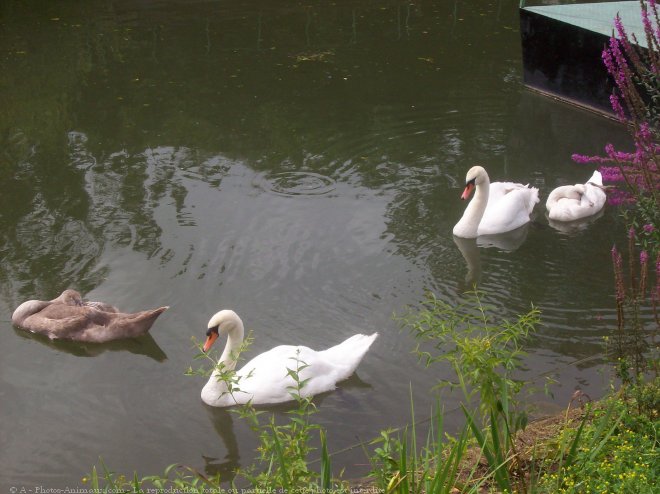 Photo de Cygne