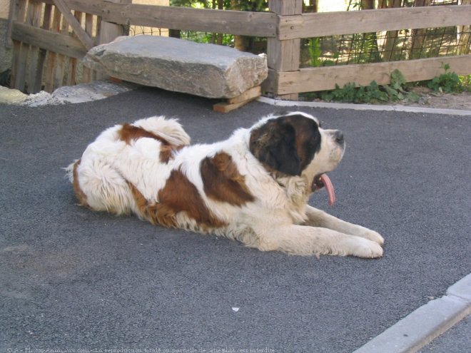 Photo de Saint-bernard poil long