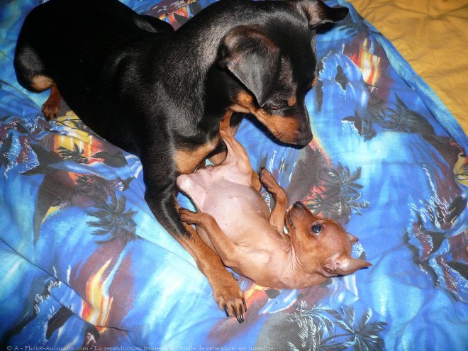 Photo de Pinscher allemand