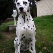 Photo de Dalmatien