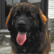 Photo de Leonberg