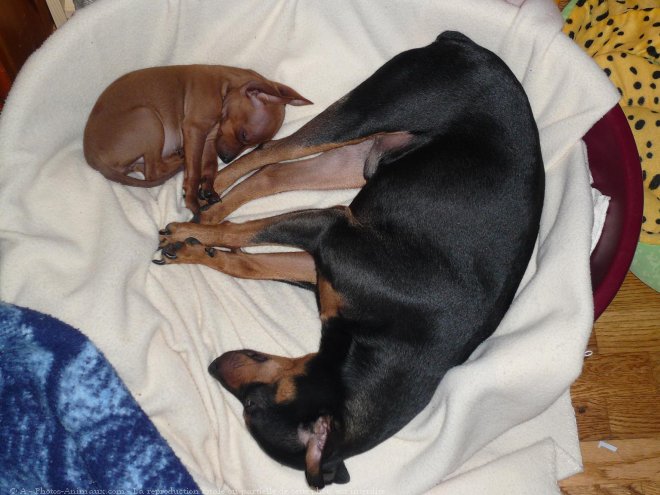 Photo de Pinscher allemand