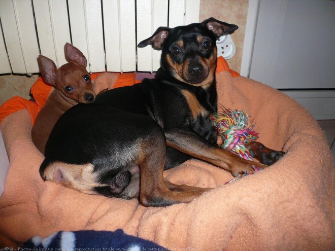 Photo de Pinscher nain