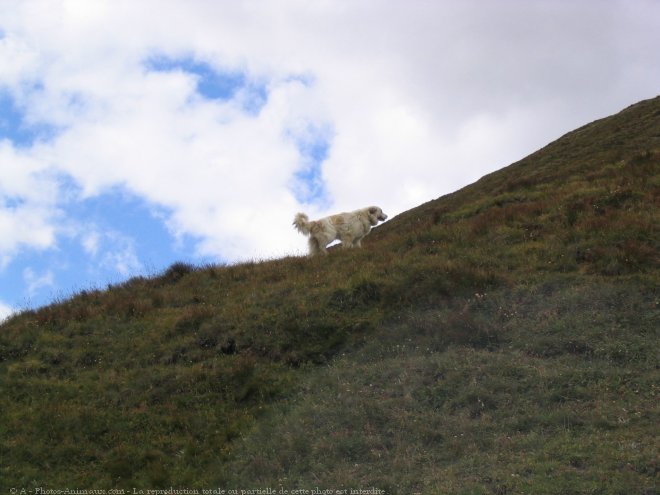 Photo de Chien de montagne des pyrnes