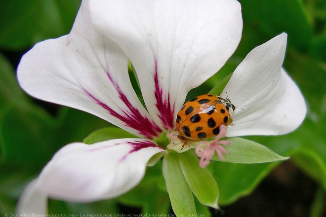 Photo de Coccinelle