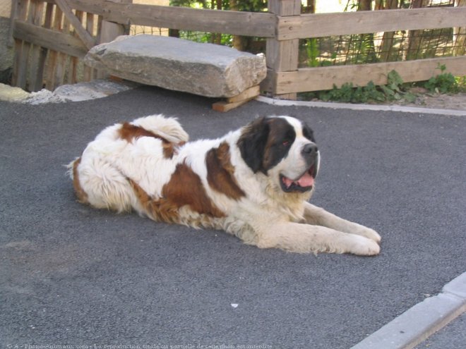 Photo de Saint-bernard poil long