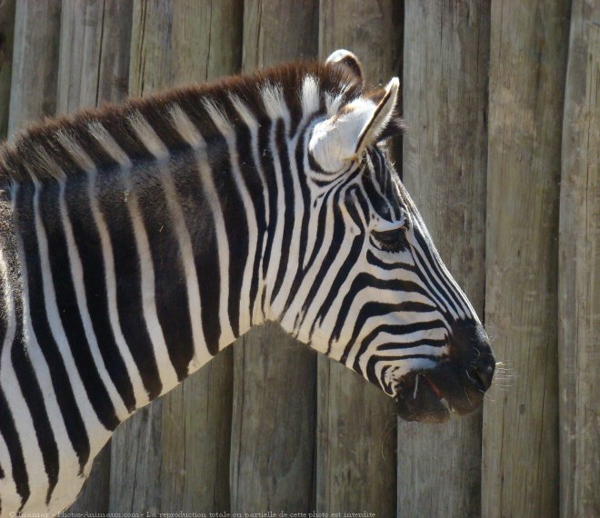 Photo de Zebre