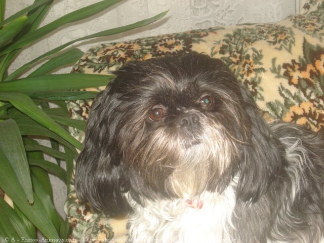 Photo de Shih tzu