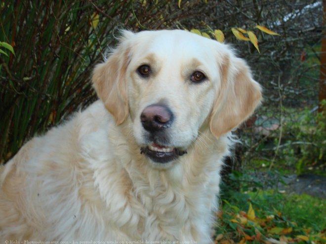 Photo de Golden retriever