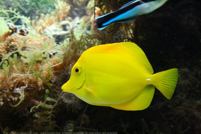 Photo de Poissons exotiques