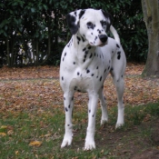 Photo de Dalmatien