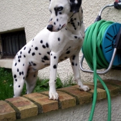 Photo de Dalmatien