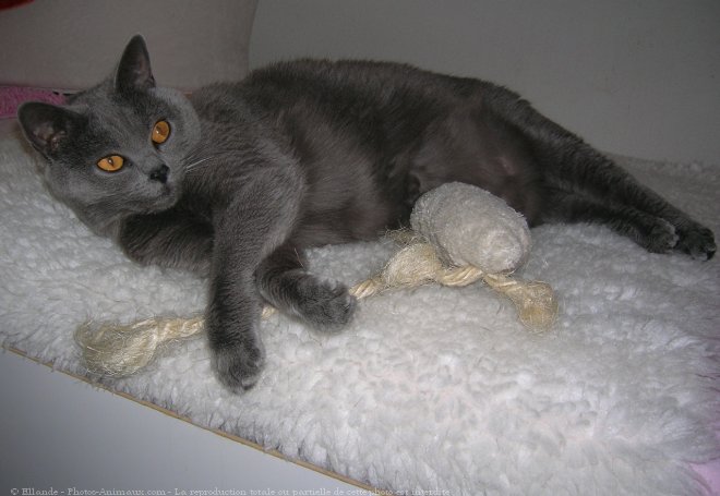 Photo de Chartreux