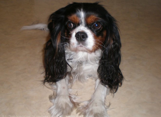 Photo de Cavalier king charles spaniel