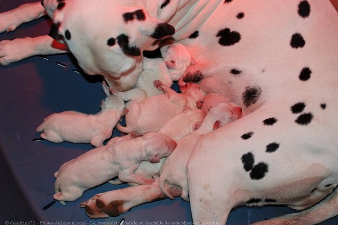 Photo de Dalmatien