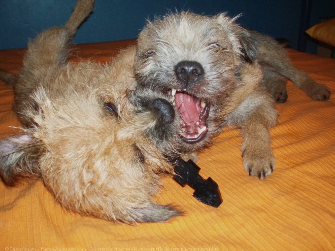 Photo de Border terrier