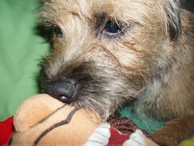 Photo de Border terrier