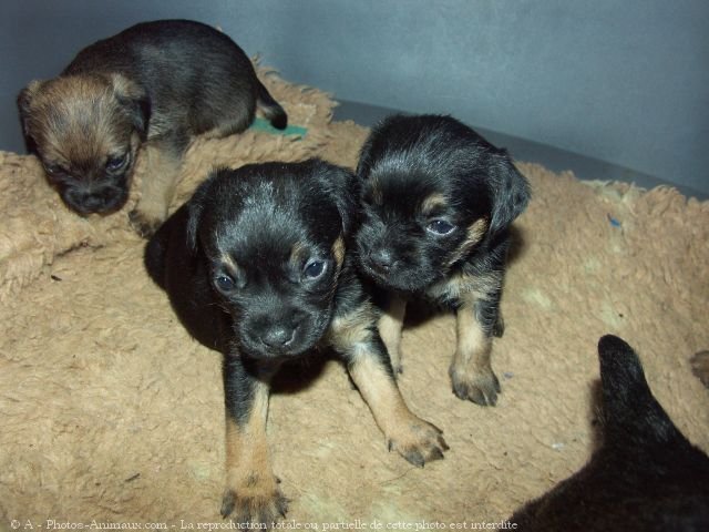 Photo de Border terrier