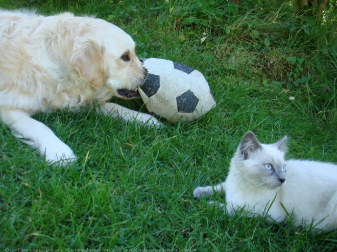 Photo de Races diffrentes