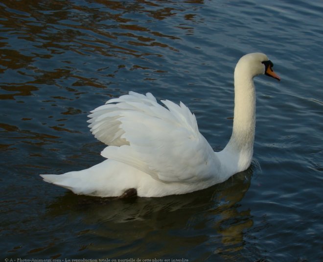 Photo de Cygne