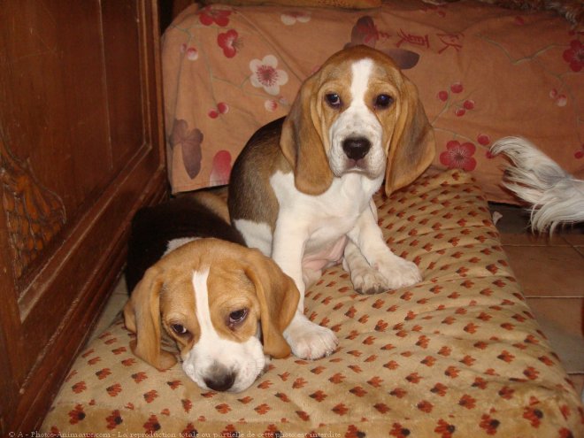 Photo de Beagle