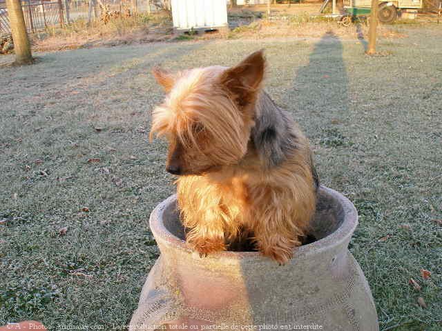 Photo de Yorkshire terrier