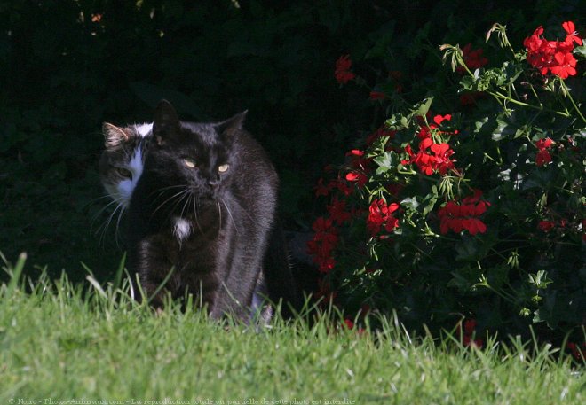 Photo de Chat domestique