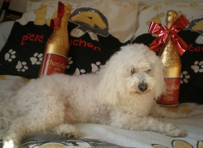 Photo de Bichon maltais