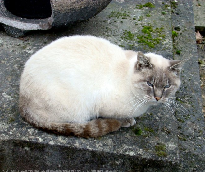 Photo de Chat domestique