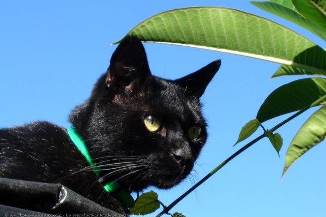 Photo de Chat domestique