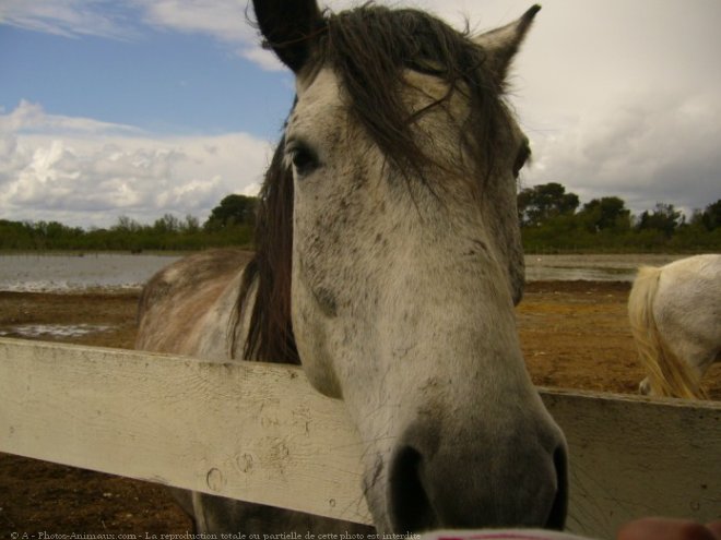 Photo de Camargue