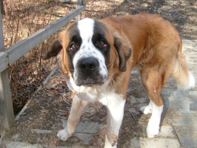 Photo de Saint-bernard poil long