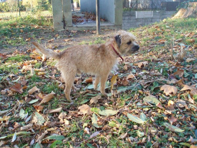 Photo de Border terrier