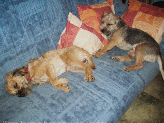 Photo de Border terrier