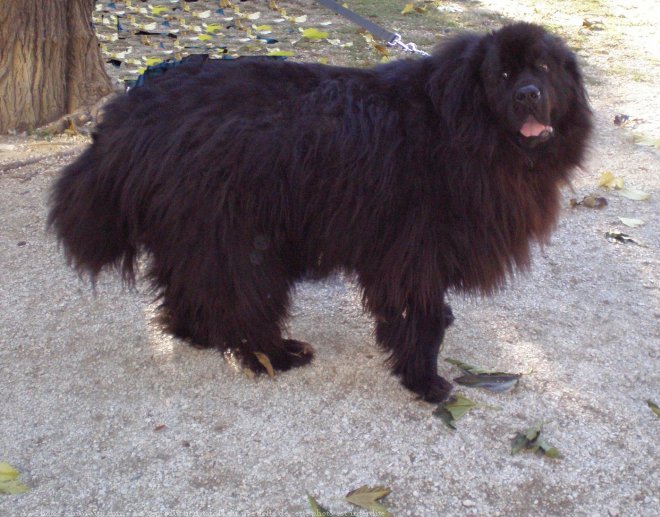 Photo de Chien de terre-neuve