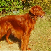 Photo de Setter irlandais rouge